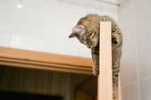 A cat scratching the top of a wooden door.