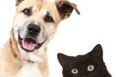 A Holistic Approach to Pet Nutrition