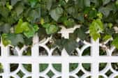 vibrant, green ivy growing on white fence