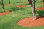 How To Plant And Grow A Beech Tree