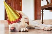 A dog laying on the floor with a birthday hat. 