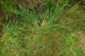 crabgrass growing in a lawn