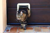 A cat walks out of a pet door.