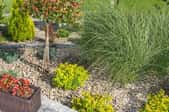 landscaping plants in gravel bed