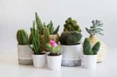 A grouping on cacti and succulents against a white background. 
