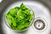 A bowl of green lettuce in a stainless steel sink. 