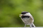 A chickadee bringing home insects for its young