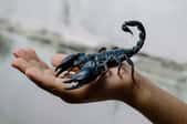 holding scorpion