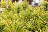 A close-up of an evergreen bush.
