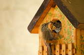 A wren feeding a wasp to a chick in a birdhouse.