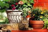 Beautiful fall container gardening with cat resting nearby.