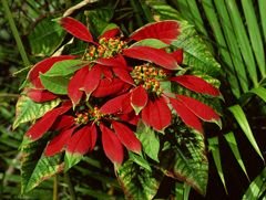 The Mexican Folklore of La Flor de Noche Buena: The Poinsettia |  