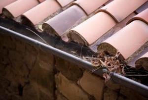 A gutter is clogged with leaves and pine needles.