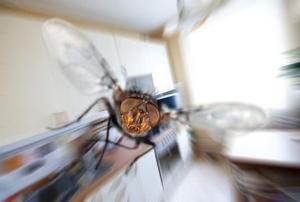 A closeup of a common housefly.
