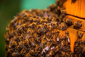Bees swarming on the woodwork.