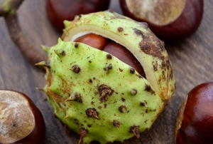 A buckeye tree nut.