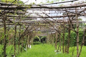 large bamboo trellis in grassy garden
