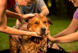 Several people giving a dog a bath.