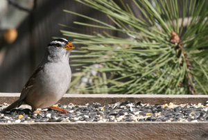 bird eating from a tray of food
