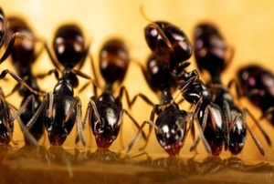 A row of black ants feeding on some syrup.