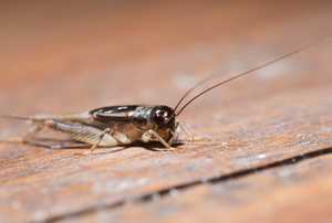 A cricket on a wood surface. 