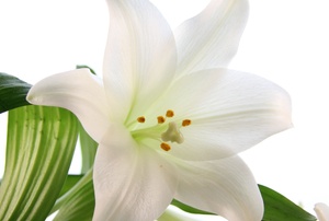 A peace lily.