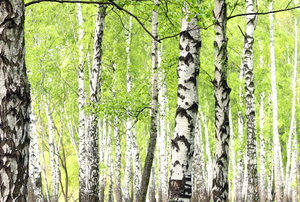 Grove of birch trees