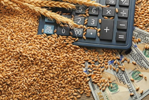 A calculator and cash surrounded by grain seeds. 