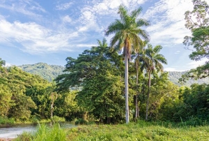A tropical landscape with palm trees.