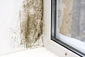 mold on the wall next to a window