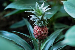 A baby pineapple growing on a stalk. 
