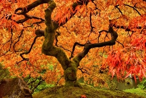 red and orange leaves on beautiful Japanese maple tree