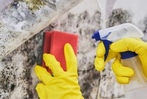 A pair of hands cleaning mo;d and mildew from a wall with a red sponge and a spray bottle.