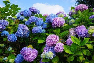 A blue and purple hydrangea shrub.