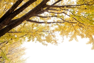 A Ginkgo tree.