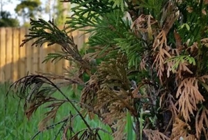 An arborvitae with browning branches at the bottom.