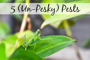 A praying mantis on a leaf with the words "5 Un-Pesky Pests."