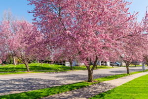 blooming cherry blossom trees in suburbia