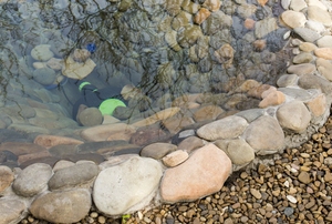 backyard pond outlined by rocks