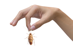 A hand holding a cockroach by an antenna.