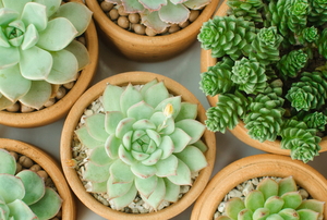 small succulent plants in ceramic pots