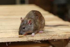 A rat on a piece of plywood.