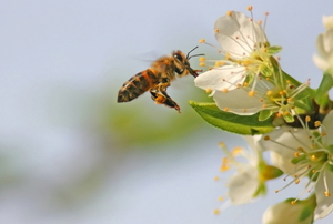 A bee hovering in front of a white flower