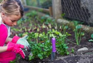A little girl in the home vegetable garden.
