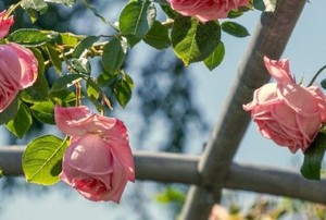 pink roses growing on a trellis