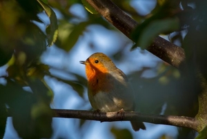 A bird with a red head sitting on a tree branch.