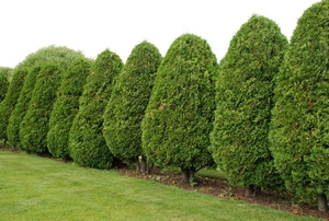 A row of arborvitae trees.