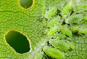 aphids eating a leaf