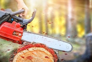 hands cutting a felled tree with a chainsaw