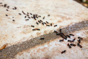 A trail of ants along a concrete walkway.